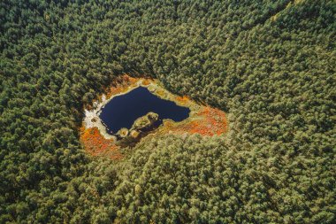 Yeşil orman ağaçları ve göl üzerindeki hava manzarası, doğa dokusu arka planı. 