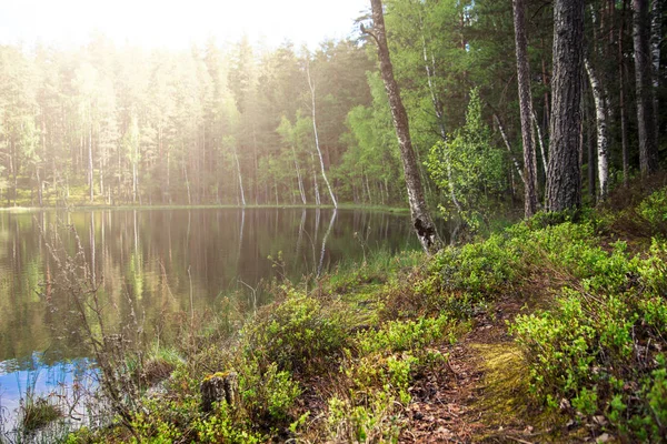 Krásné Lesní Jezero Zelenými Stromy — Stock fotografie