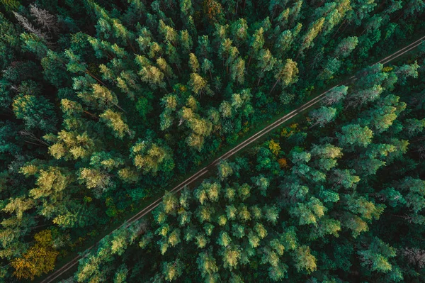 日落时绿森林树的鸟瞰图 自然纹理背景 — 图库照片