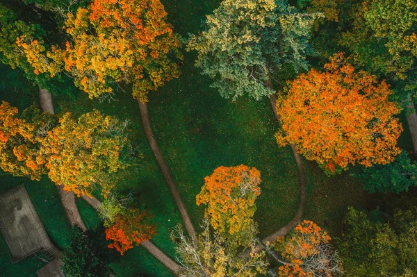 Vista Aérea Árvores Florestais Verdes Pôr Sol Tempo Natureza Textura — Fotografia de Stock