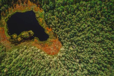 Yeşil orman ağaçları ve göl üzerindeki hava manzarası, doğa dokusu arka planı. 
