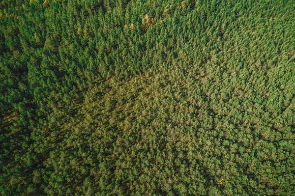 Vista Aérea Árvores Florestais Verdes Pôr Sol Tempo Natureza Textura — Fotografia de Stock