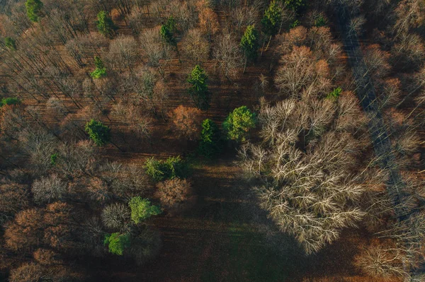 Letecký Pohled Malou Asfaltovanou Lesní Cestu Auta Jedoucí Podzim — Stock fotografie