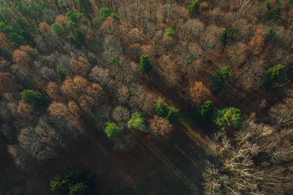 Vista Aérea Estrada Pequena Floresta Asfaltada Carros Que Dirigem Hora — Fotografia de Stock