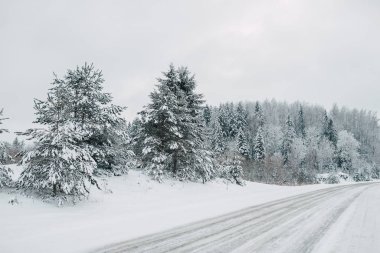 Kış mevsiminde çam orman yolu, Avrupa 'da kış ormanı