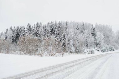 Kış mevsiminde çam orman yolu, Avrupa 'da kış ormanı