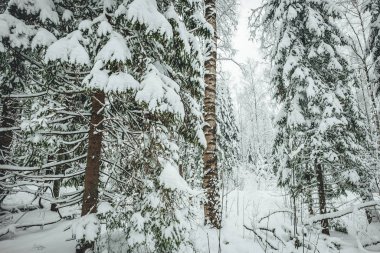 Kış mevsiminde çam orman yolu, Avrupa 'da kış ormanı