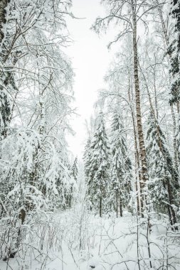 Kış mevsiminde çam orman yolu, Avrupa 'da kış ormanı