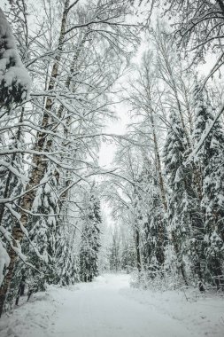 Kış mevsiminde çam orman yolu, Avrupa 'da kış ormanı