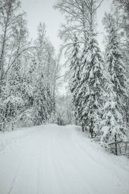 Kış mevsiminde çam orman yolu, Avrupa 'da kış ormanı