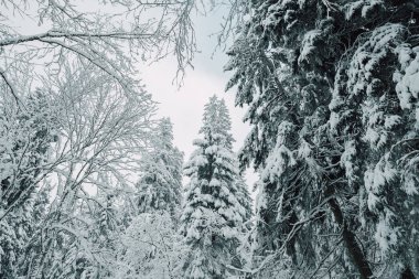 Kış mevsiminde çam ormanı, Avrupa 'da kış ormanı