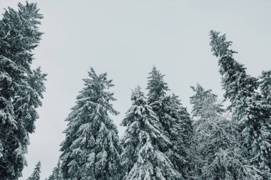 Kış mevsiminde çam ormanı, Avrupa 'da kış ormanı