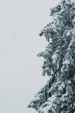 Kış mevsiminde ağaç, Avrupa 'da kış ormanı