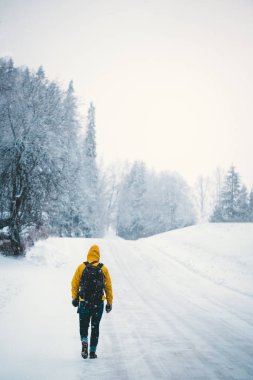 Çam ormanlarında kış mevsiminde yürüyen bir adam