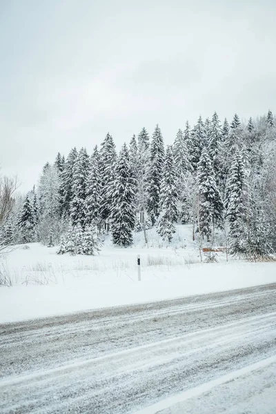 Kış Mevsiminde Çam Orman Yolu Avrupa Kış Ormanı — Stok fotoğraf