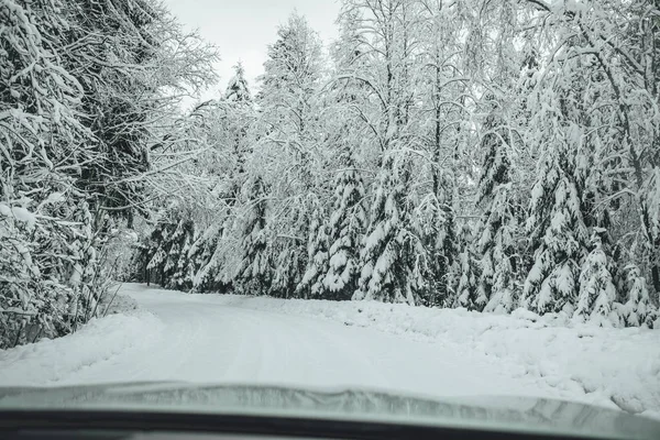 Borovicová Lesní Cesta Zimním Období Zimní Les Evropě — Stock fotografie