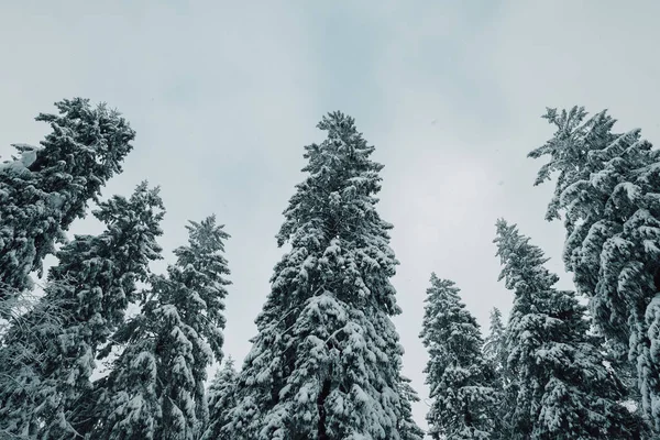 Pine Forest Winter Season Winter Forest Europe — Stock Photo, Image