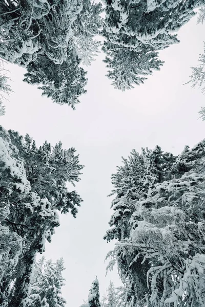 Dennenbos Tijdens Het Winterseizoen Winterbos Europa — Stockfoto
