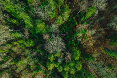 Yeşil çam ormanı yukarıda, Letonya ormanı insansız hava aracı kamerasıyla yakalandı.