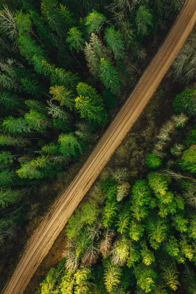 环绕着青松林空中景观的从上往下的森林小路 — 图库照片