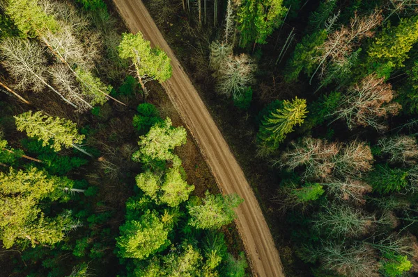 Estrada Floresta Rural Cima Cercada Com Pinheiros Verdes Vista Aérea — Fotografia de Stock