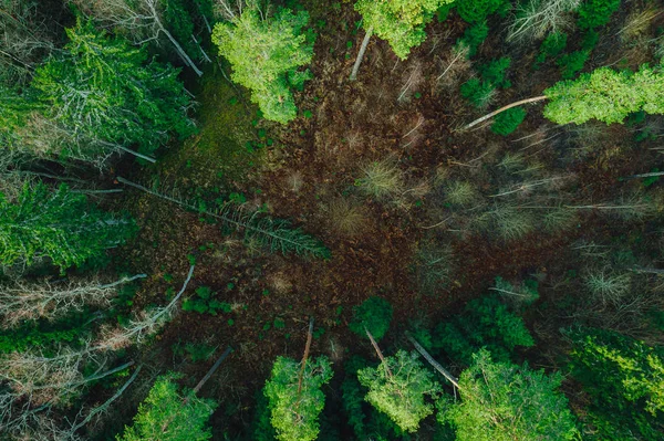 Forma Floresta Pinheiros Verdes Acima Madeiras Letãs Capturadas Com Câmera — Fotografia de Stock