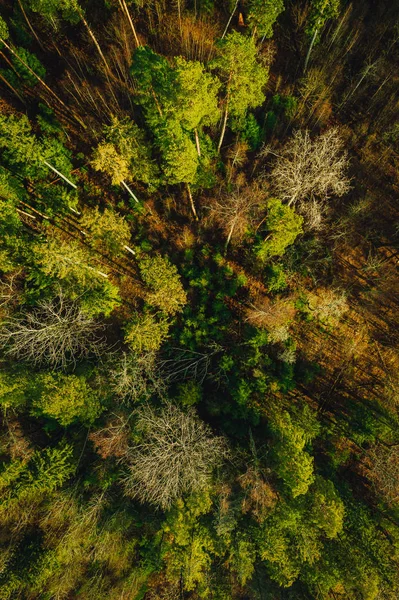 Forma Floresta Pinheiros Verdes Acima Madeiras Letãs Capturadas Com Câmera — Fotografia de Stock