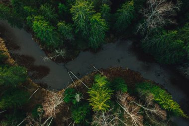 Aerial view on wild curved pine forest river from above