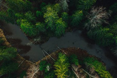 Aerial view on wild curved pine forest river from above