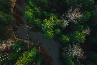 Aerial view on wild curved pine forest river from above