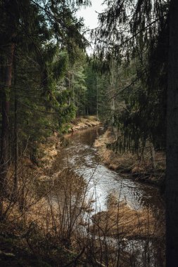 View on river surrounded by pine forest 