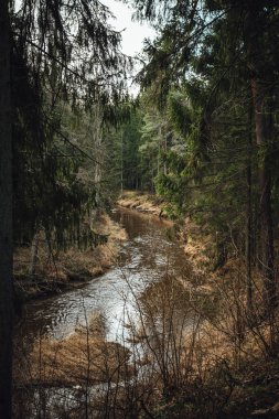 View on river surrounded by pine forest 