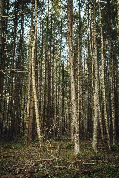 Letecký Pohled Divoké Zakřivené Borovicové Lesní Řeky Shora — Stock fotografie