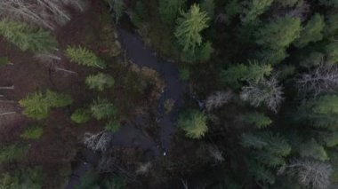 Aerial view on wild curved pine forest river from above