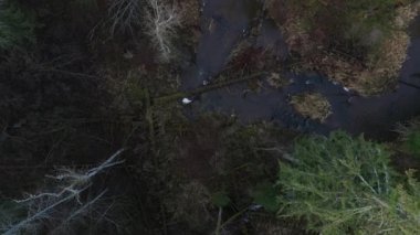 Aerial view on wild curved pine forest river from above