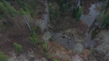 Aerial view on wild curved pine forest river from above