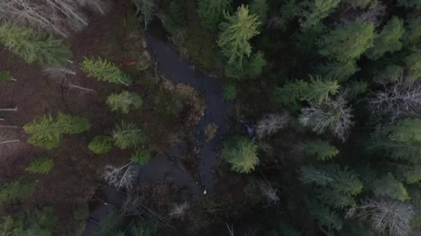 Aerial View Wild Curved Pine Forest River — Stockvideo