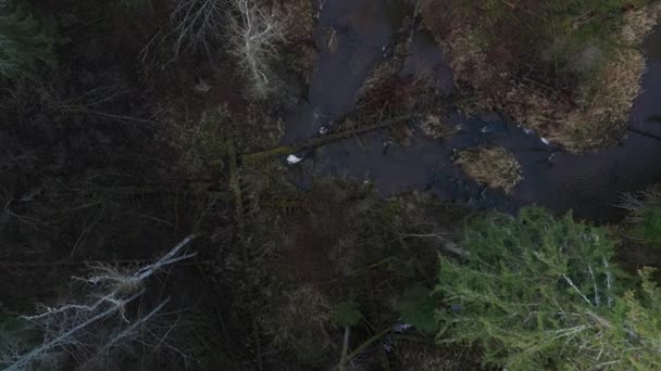 Vue aérienne sur la rivière de forêt de pins courbes sauvages d'en haut 