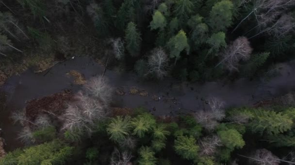 Vue aérienne sur la rivière de forêt de pins courbes sauvages d'en haut 