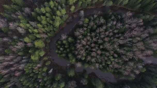 从上方俯瞰野生弯曲松林河流的空中景观 — 图库视频影像