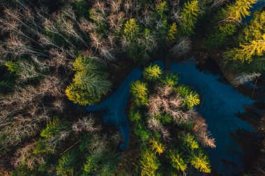 Gün batımında yukarıdan küçük orman nehri üzerindeki hava manzarası, çam ağaçları.
