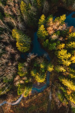 Çam ormanı ve yukarıdan küçük bir nehir. 