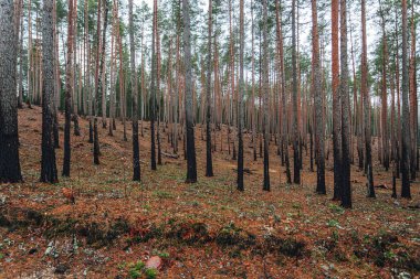 Orman yangınından sonra yanan ağaç gövdeleri