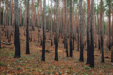 Orman yangınından sonra yanan ağaç gövdeleri