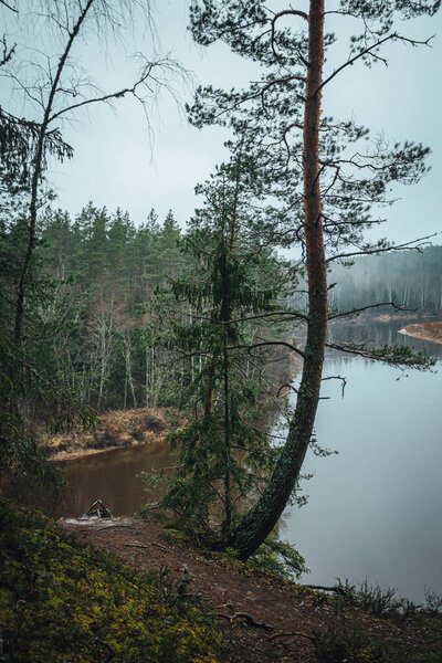 scenic shot of beautiful forest lake on cloudy day