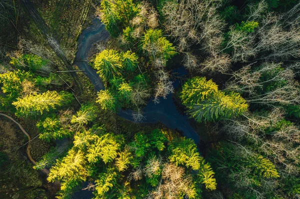 Kiefernwald Mit Kleinem Fluss Von Oben — Stockfoto