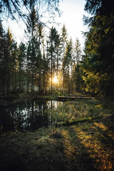 Krásný Výhled Lesní Stezku Malou Řekou Dřevěným Mostem Západu Slunce — Stock fotografie