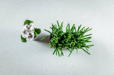 Taze yeşil çimenlerin ve beyaz yüzeyde güzel çiçeklerin yakın plan çekimi.