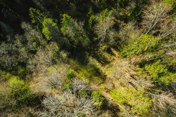 Vista Olhos Pássaros Área Floresta Selvagem Fundo Floresta Pinheiros Tempo — Fotografia de Stock