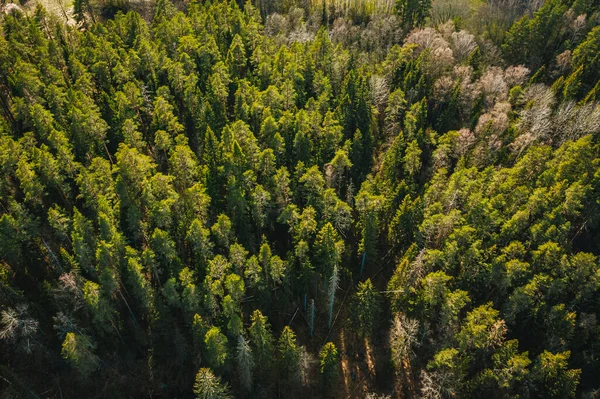 Vista Olhos Pássaros Área Floresta Selvagem Fundo Floresta Pinheiros Tempo — Fotografia de Stock
